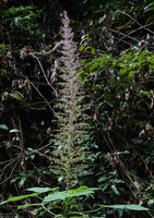 Acalypha paniculata, terminal paniculate inflorescence of female flowers, way to Amani, 500 m asl, East Usambara Mts, Tanzania