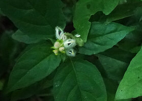 Whitfieldia orientalis, developing inflorescence with green bracts and white hairy sepals top closed above the young corolla like an open bell, Amboni Caves, Tanga, Tanzania
