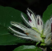 Whitfieldia orientalis, flower buds with sepals covered by grandular hairs, Amboni Caves, Tanga, Tanzania
