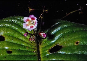 Acanthonema (Streptocarpus) strigosum, flower, Campo, Cameroon