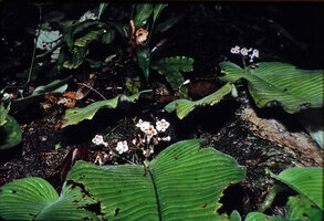 Acanthonema (Streptocarpus) strigosum, inflorescence emerging from the base of the macrocotyledon, Campo, Cameroon