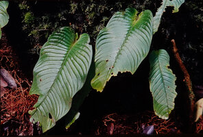 Acanthonema (Streptocarpus) strigosum, monophyllous individuals, Campo, Cameroon