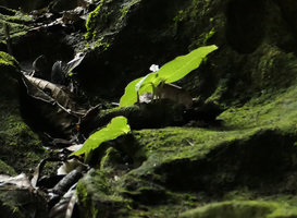 Acanthonema strigosum flowering on a mossy rock, Campo, Cameroun