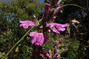 Acanthus polystachyus, flowers, Sodo, Wolayta,, Ethiopia