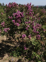 Acanthus polystachyus, much branched flowering shrub in full bloom during the dry season, Sodo, Wolayta, Ethiopia