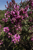 Acanthus polystachyus, much branched flowering stems, Sodo, Wolayta, Ethiopia