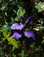 Acanthus eminens flowering in open forest understory, Harenna forest, 2300 m asl, Bale NP, Ethiopia