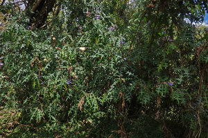 Acanthus eminens, Harenna forest understory, 2300 m asl, Bale NP, Ethiopia