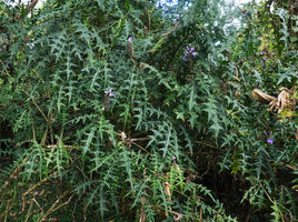 Acanthus eminens in Harenna forest understory, 2300 m asl, Bale NP, Ethiopia