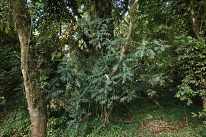 Acanthus eminens, much branched Mahonia like individual in Harenna forest understory, 2300 m asl, Bale NP, Ethiopia