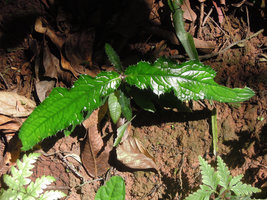Acanthus leucostachyus in forest understory, spiny leaf margin, Xishuangbanna, China