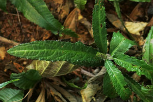 Acanthus leucostachyus, spiny leaf margin, Putao, Kachin, Myanmar