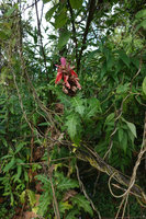 Acanthus sennii at the edge of Harenna forest, 2350 m asl, Bale NP, Ethiopia