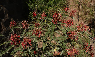 Acanthus sennii, much branched narrow leaved form, Addis Zemen, Amhara, Ethiopia