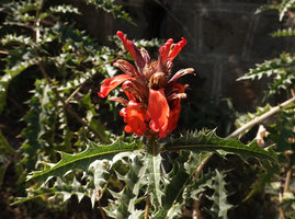 Acanthus sennii, narrow leaves and long deeply lobed bright red lip, Addis Zemen, Amhara, Ethiopia