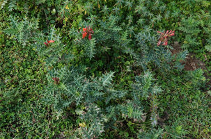 Acanthus sennii, wide leaf low shrubby form, Bale NP, Ethiopia