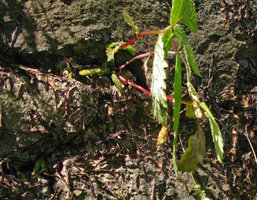 Achimenes sp.with basal scaly rhizomes in cracks of a vertical cliff, el Tepozteco, Cuernavaca, Mexico