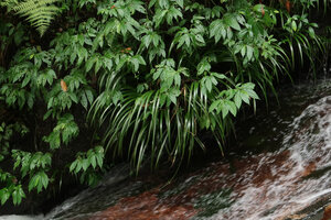Acorus gramineus and Elatostema sp.on earth banks just above a fast flowing forest stream, Doi Inthanon NP, 2300 m asl, Thailand