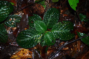Acranthera sp. aff. bullata, an individual with faint silver design along the main veins, Danum Valley, Sabah, Borneo