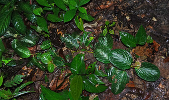 Acranthera sp. aff. bullata creeping on forest floor, Danum Valley, Sabah, Borneo