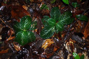 Acranthera sp. aff. bullata, cryptic among the dead tree leaves on the forest soil, Danum Valley, Sabah, Borneo