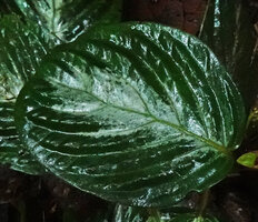 Acranthera sp. aff. bullata, plicate bullate silver designed leaf cryptic on forest floor, Danum Valley, Sabah, Borneo