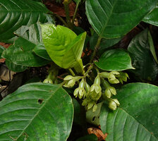 Acranthera frutescens, maturing branched infructescence in upper leaf axils and large stipules, Danum Valley, Sabah, Borneo