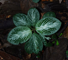 Acranthera sp. aff. bullata, plicate bullate silver designed leaf, Danum Valley, Sabah, Borneo