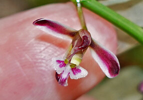 Acriopsis liliifolia, flower, Deramakot FR, Sabah, Borneo