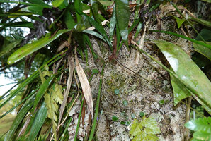 Acriopsis liliifolia, litter trapping root system, Deramakot FR, Sabah, Borneo
