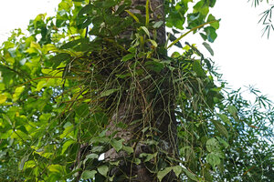 Acriopsis liliifolia, much branched long lived inflorescence, Deramakot FR, Sabah, Borneo