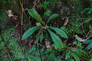 Acrotrema intermedium, a flowering individual, Kitulgala, Sri Lanka