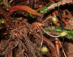 Acrotrema intermedium, distichous inflorescence with successive flowers, Kitulgala, Sri Lanka