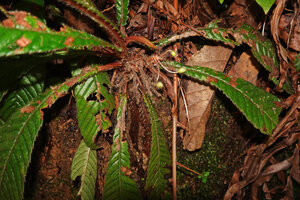 Acrotrema intermedium, flowering individual, Kitulgala, Sri Lanka