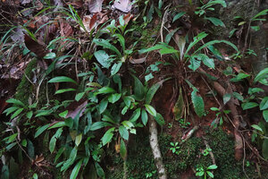 Acrotrema intermedium, population of tall adult individuals with seedlings and young plants on the mossy surface probably issued from a micro landslide due to an animal or a fallen tree branch, Makandawa FR, Sri Lanka