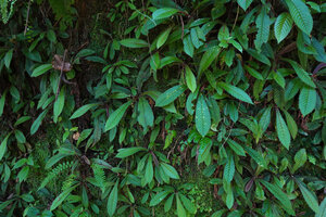 Acrotrema intermedium, population on a vertical rocky bank, Kitulgala, Sri Lanka