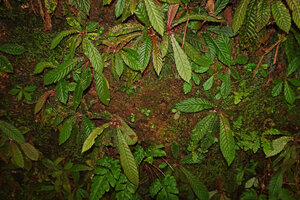 Acrotrema intermedium, population with plants at all stages, from seedlings with cotyledons to adult plants, an indication of the perfect regeneration, Kitulgala, Sri Lanka