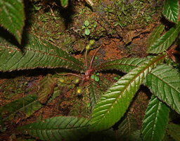 Acrotrema intermedium, the peduncles of the mature capsular fruits are bending backward thus touching the substrate where the released seeds will germinate around the mother plant, Kitulgala, Sri Lanka
