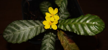 Acrotrema lanceolatum, leaves and flowers at anthesis; Makandawa FR, Sri Lanka