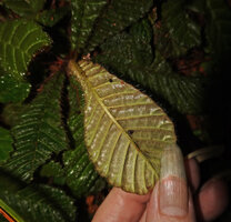 Acrotrema uniflorum, abaxial surface of the wavy leaf, Kanneliya FR, Sri Lanka