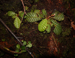 Acrotrema uniflorum, adult individuals of a small form with seedlings on the mossy rock, Fishing Hut, Maskeliya, Sri Lanka 