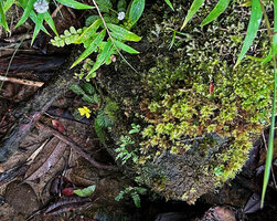 Acrotrema uniflorum, a small adult individual flowering on a mossy rock, Fishing Hut, Maskeliya, Sri Lanka 