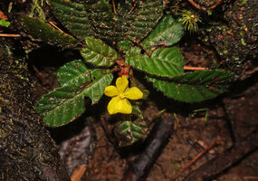 Acrotrema uniflorum, flowering individual with solitary axillary flower, Fishing Hut, Maskeliya, Sri Lanka 