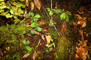 Acrotrema uniflorum, population of small individuals on a mossy rock, Fishing Hut, Maskeliya, Sri Lanka 