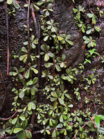 Acrotrema uniflorum, population on vertical lateritic rock face, Kanneliya FR, Sri Lanka