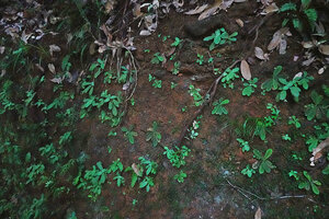 Acrotrema uniflorum var. bullatum and Championia reticulata mixed population on vertcal lateritic bank, Sinharaja, Sri Lanka