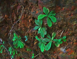 Acrotrema uniflorum var. bullatum, population on vertical lateritic rock face,, Sinharaja, Sri Lanka