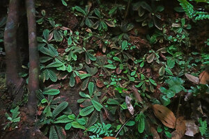 Acrotrema uniflorum var. bullatum, population on vertical rock face, the young leaves usually green then turrning brown, probably due to anthocyans, Sinharaja, Sri Lanka