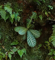 Acrotrema walkeri, a form with all the main veins equally highlighted by bright white silver design, Makandawa FR, Sri Lanka