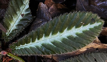 Acrotrema walkeri, bright silver design along the midrib due to empty epidermal cells and hairy blade margin, Sinharaja, Sri Lanka